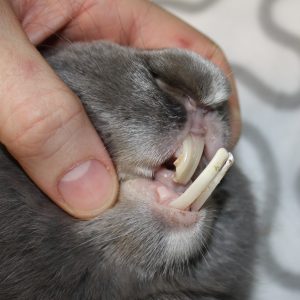 Tandprobleem konijn